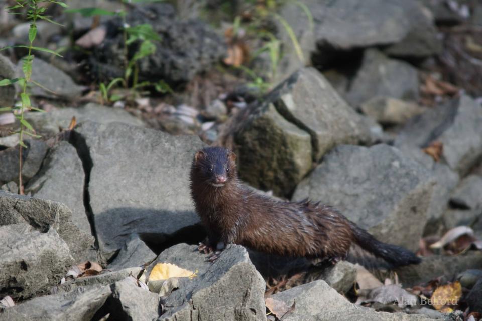 Minks can sometimes be spotted along the La Chute.