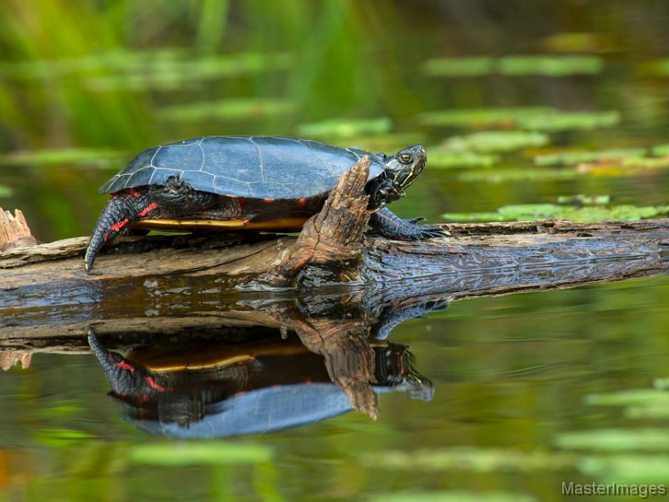 One of my favorite things to do while I paddle is to look for turtles - such as this painted turtle - sunning themselves along the route. Image courtesy of www.masterimages.org.
