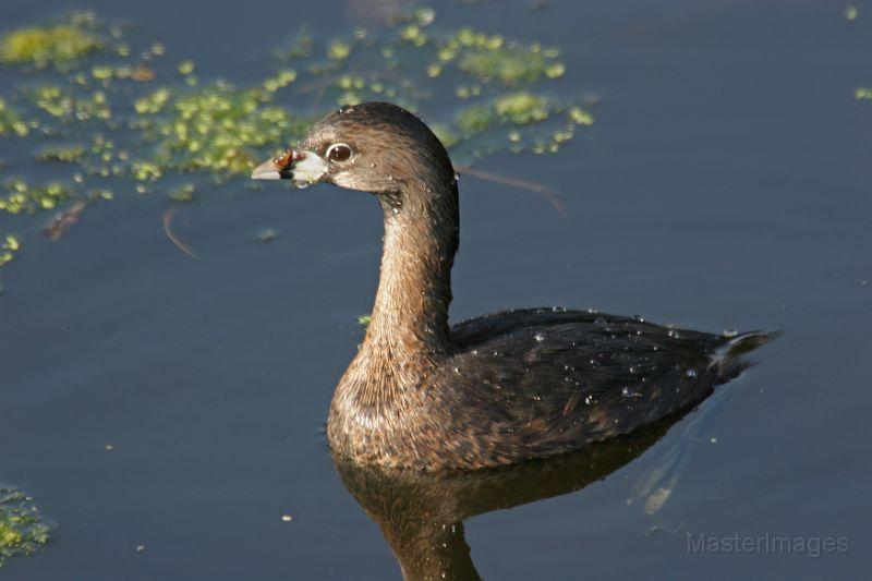 Paddlers can spot pied-billed grebes in Ti Marsh. Image courtesy of www.masterimages.org.
