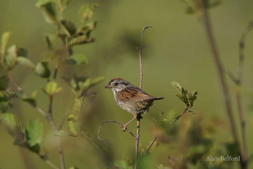 Swamp sparrows - and many other birds - sing from the cattails of the marsh.
