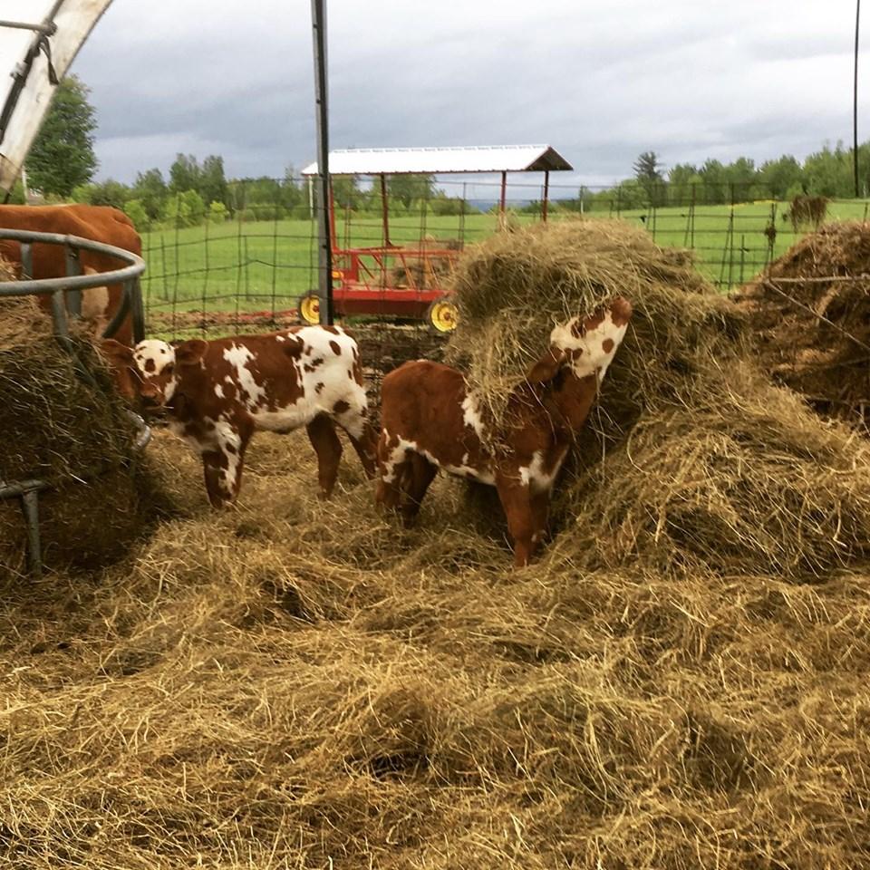 Calves on the farm.
