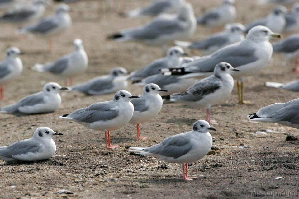 Flocks of Bonaparte's Gulls should be checked for oddities throughout the fall. Image courtesy of www.masterimages.org.