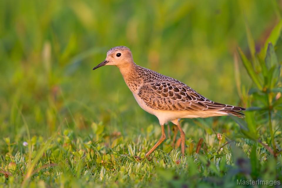 A Buff-breasted Sandpiper was an exciting find at Noblewood over Labor Day weekend. Image courtesy of www.masterimages.org.