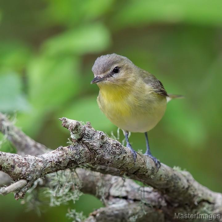 I found at least a half dozen Philadelphia Vireos in the large, diverse flock of songbirds. Image courtesy of www.masterimages.org.