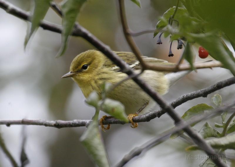 A few Blackpoll Warblers were also in the mixed flock. Image courtesy of www.masterimages.org.