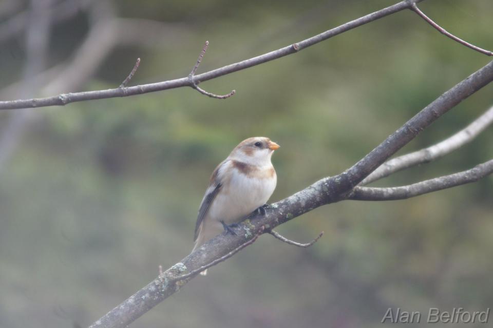Snow Buntings have recently been getting seen throughout the Champlain Valley.