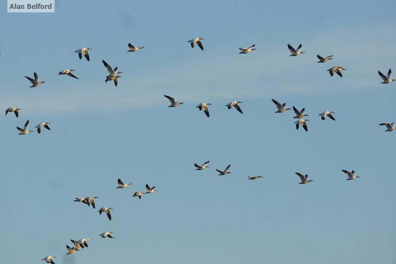 Snow Geese have recently been moving south along the lake.
