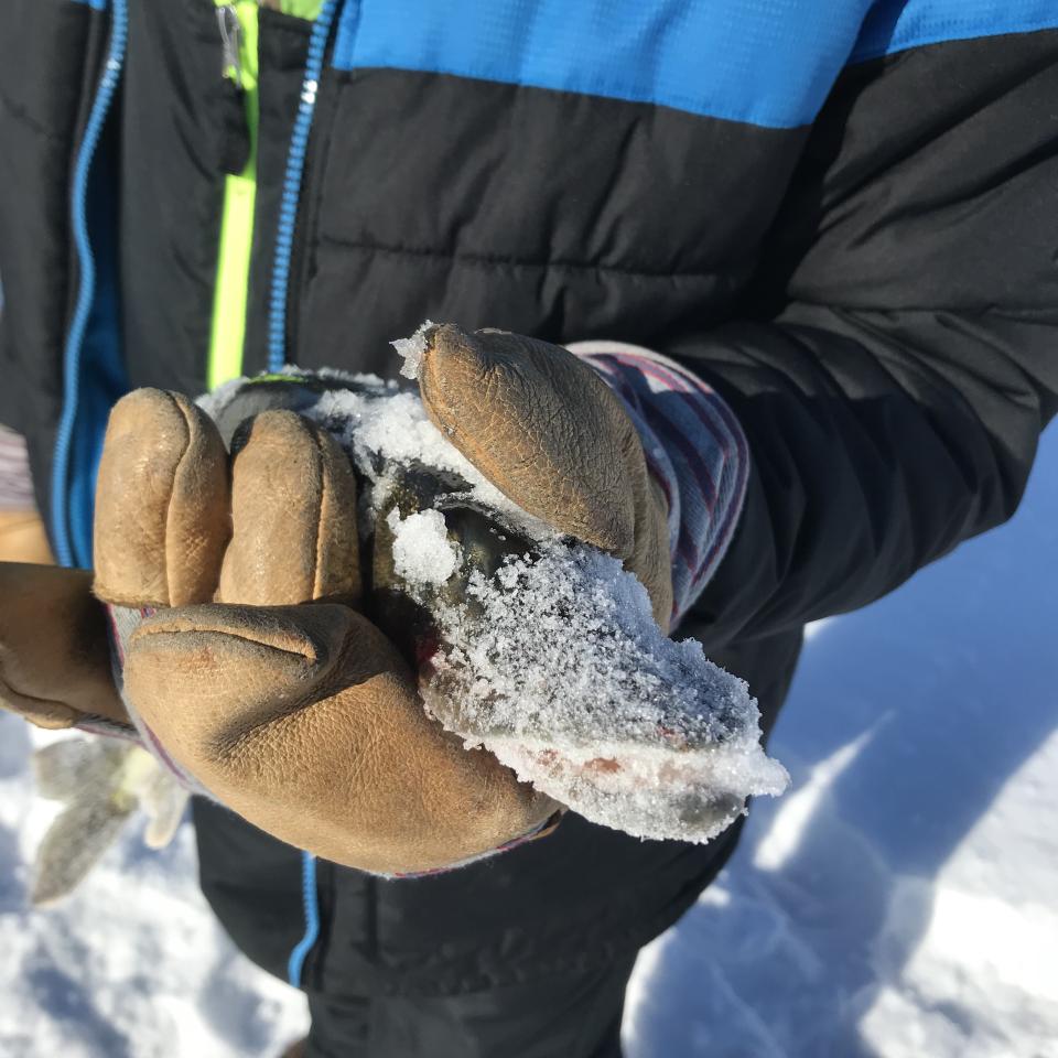 image of a snowy fish held in mittened hands
