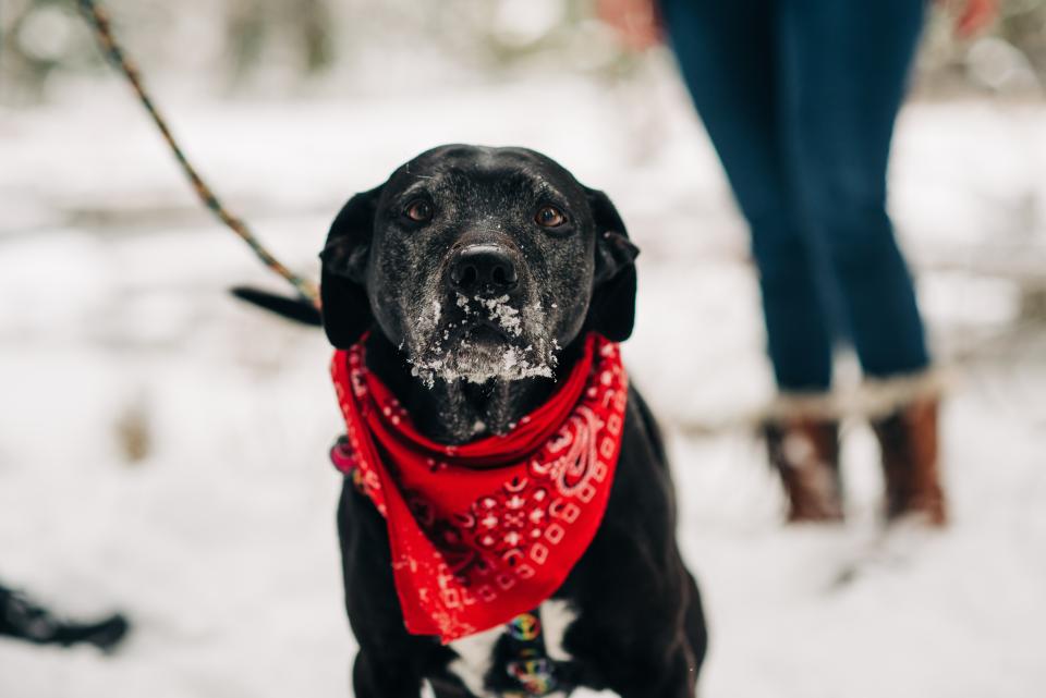 A black lab covered in snow stares lovingly into the camera.