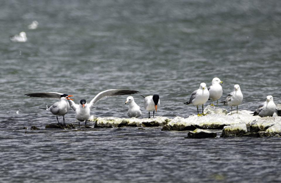 Caspian Terns and Ring-billed Gulls on rocks in the lake at Crown Point.