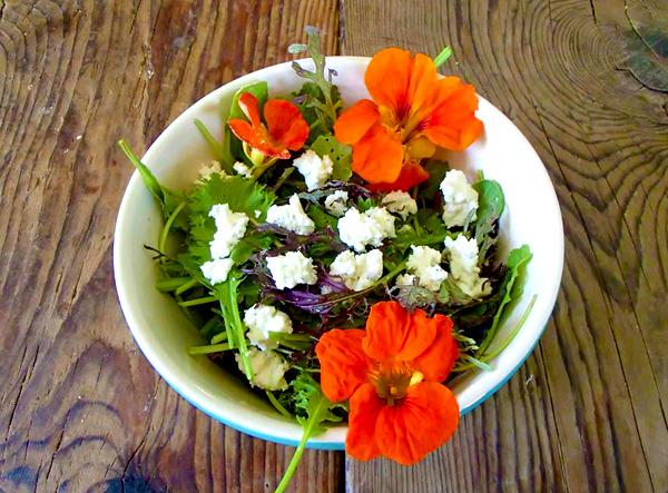 Orange flowers adorn an arugula and spring mix salad with soft crumbles of goat cheese on top.
