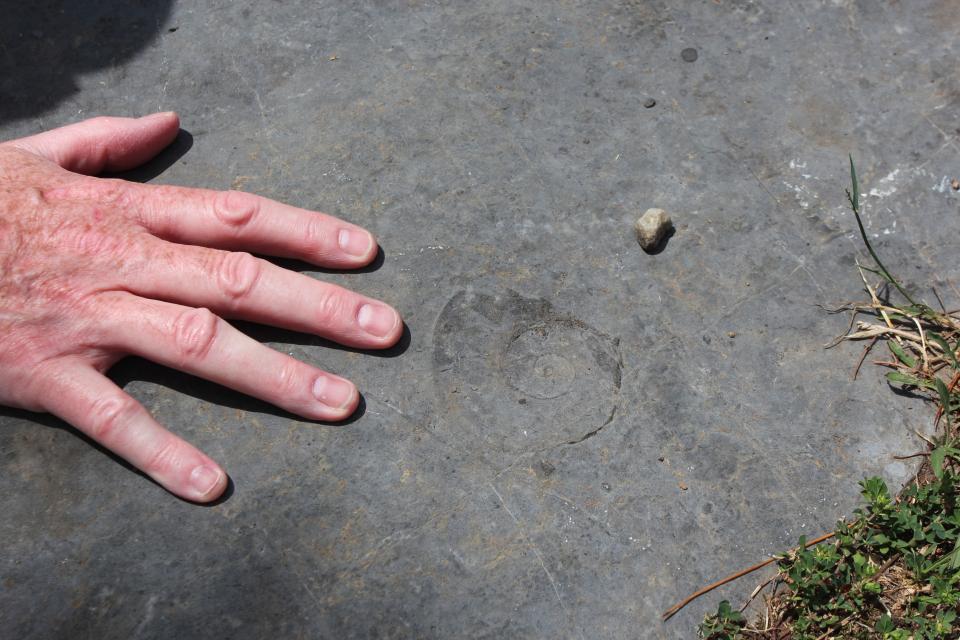 A fossil in limestone next to a hand, for scale.