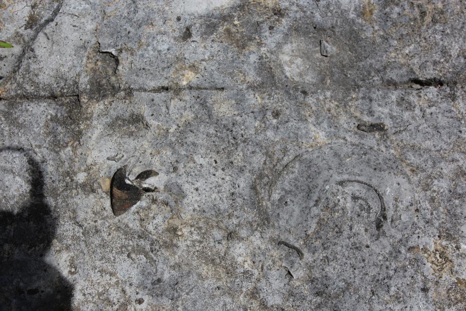 Close-up view of gastropod fossils in limestone