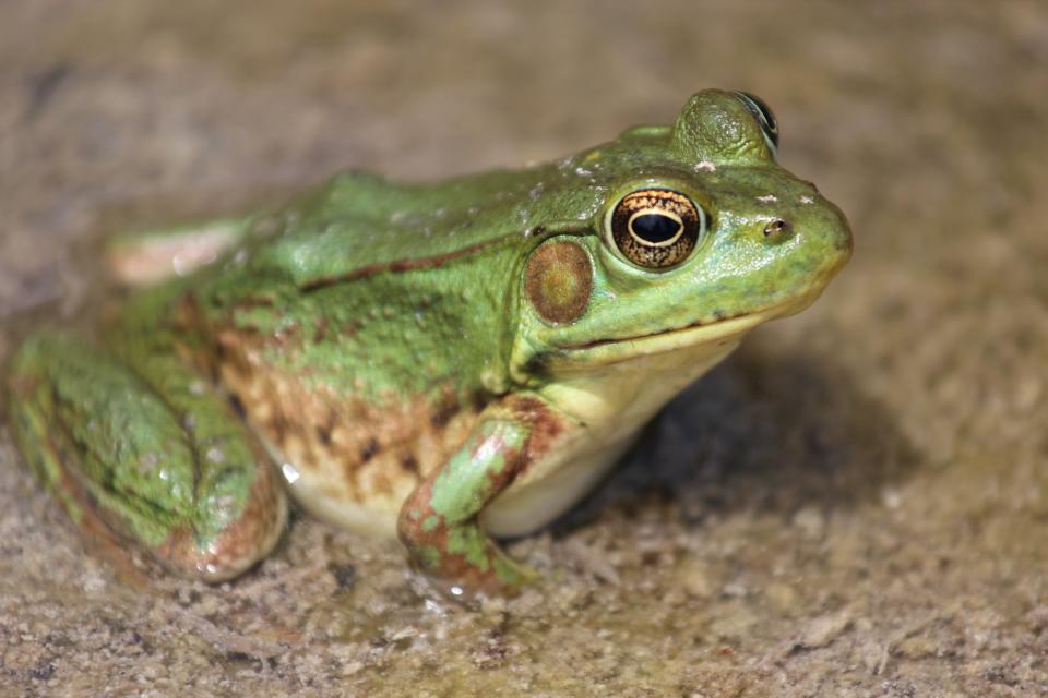 Close-up of a green frog.