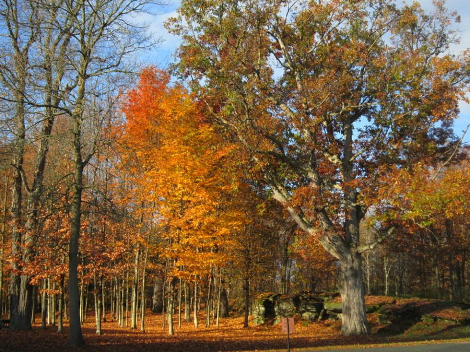 A tree covered in orange and yellow leaves pops amongst barren trees along a leaf-covered trail