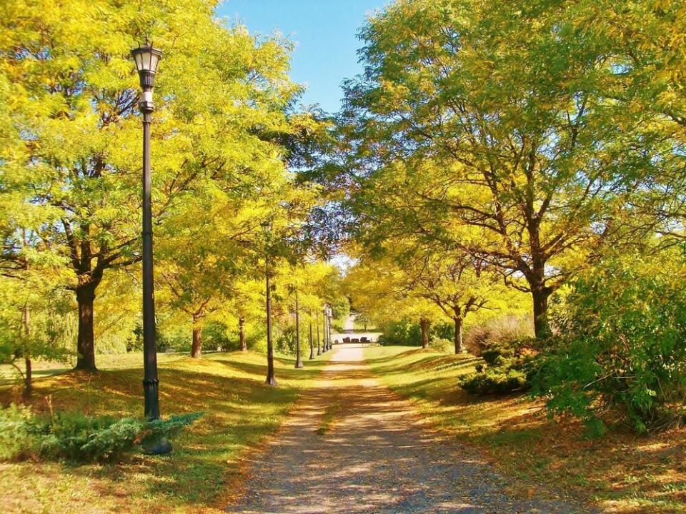 Tall trees with yellow and green leaves line a gravel path.