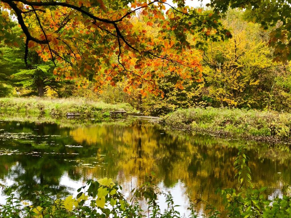 Orange and yellow trees stand beside a smooth pond