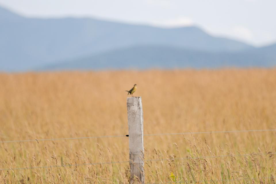 A brown bird sits on a fence post in an autumn colored field.