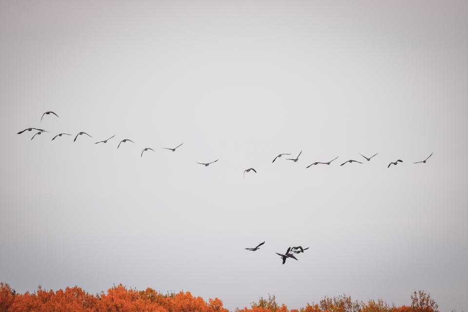 A flock of geese flying in formation against a grey sky.