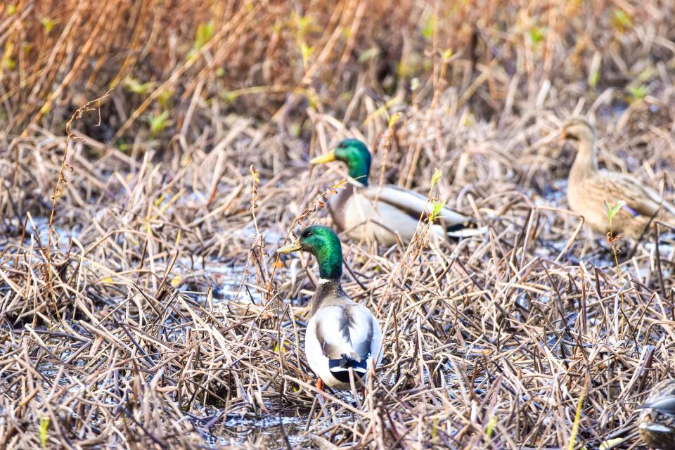 Mallards with bright green heads stand in a marshy area.