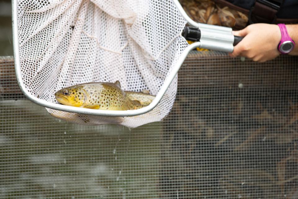 Close-up of trout in a net.