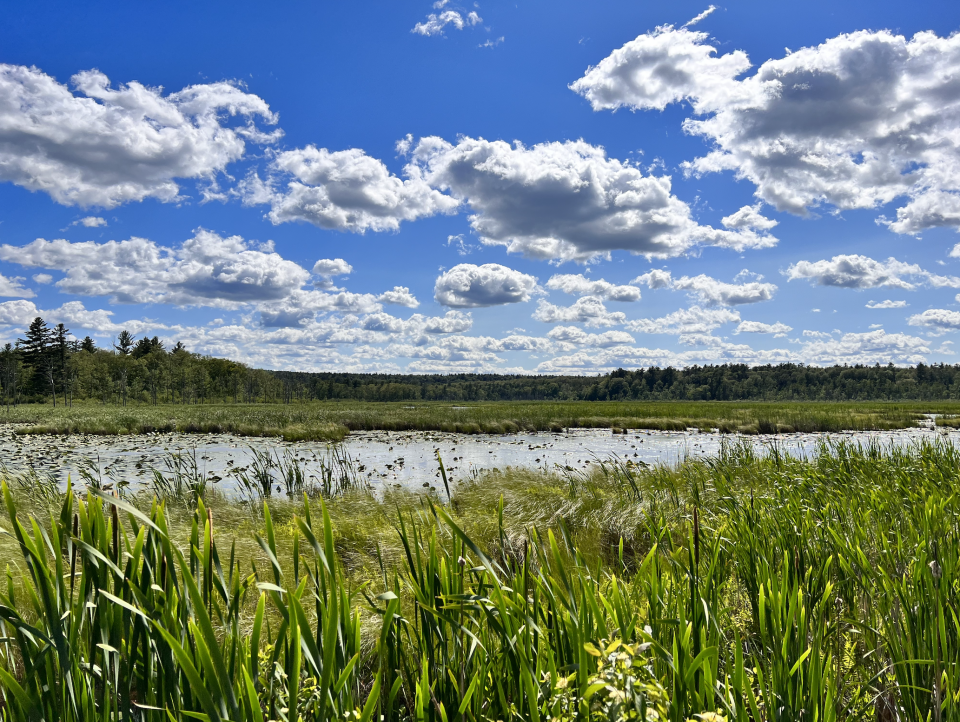 A sunny summer day at a marshy wetland with green grasses and water lilies