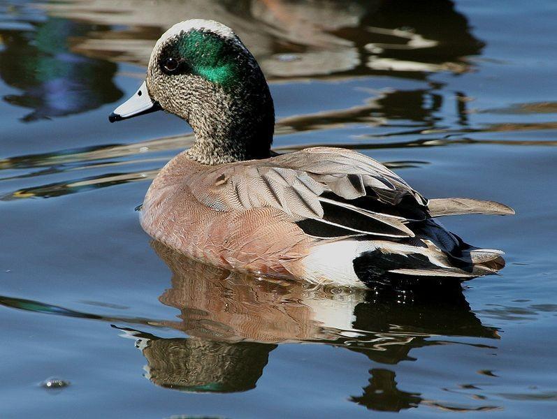 A duck floats on water