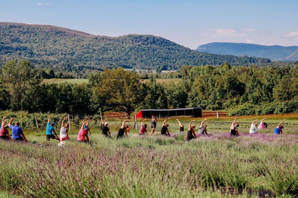 A group of people enjoying yoga in the Lavender fields