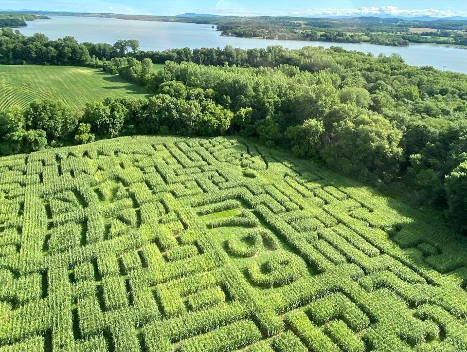 An aerial view of a green cornfield, with a maze pattern cut through it and the year 1759 carved in the center.