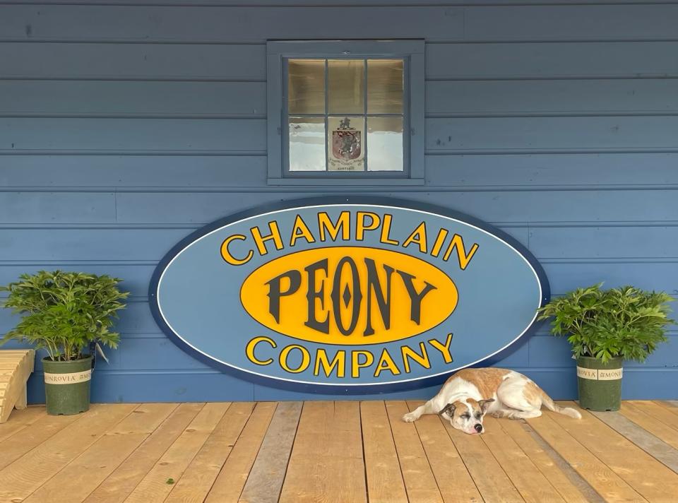 A white and brown dog sleeps on a wooden porch attached to a blue building and Champlain Peony Company sign