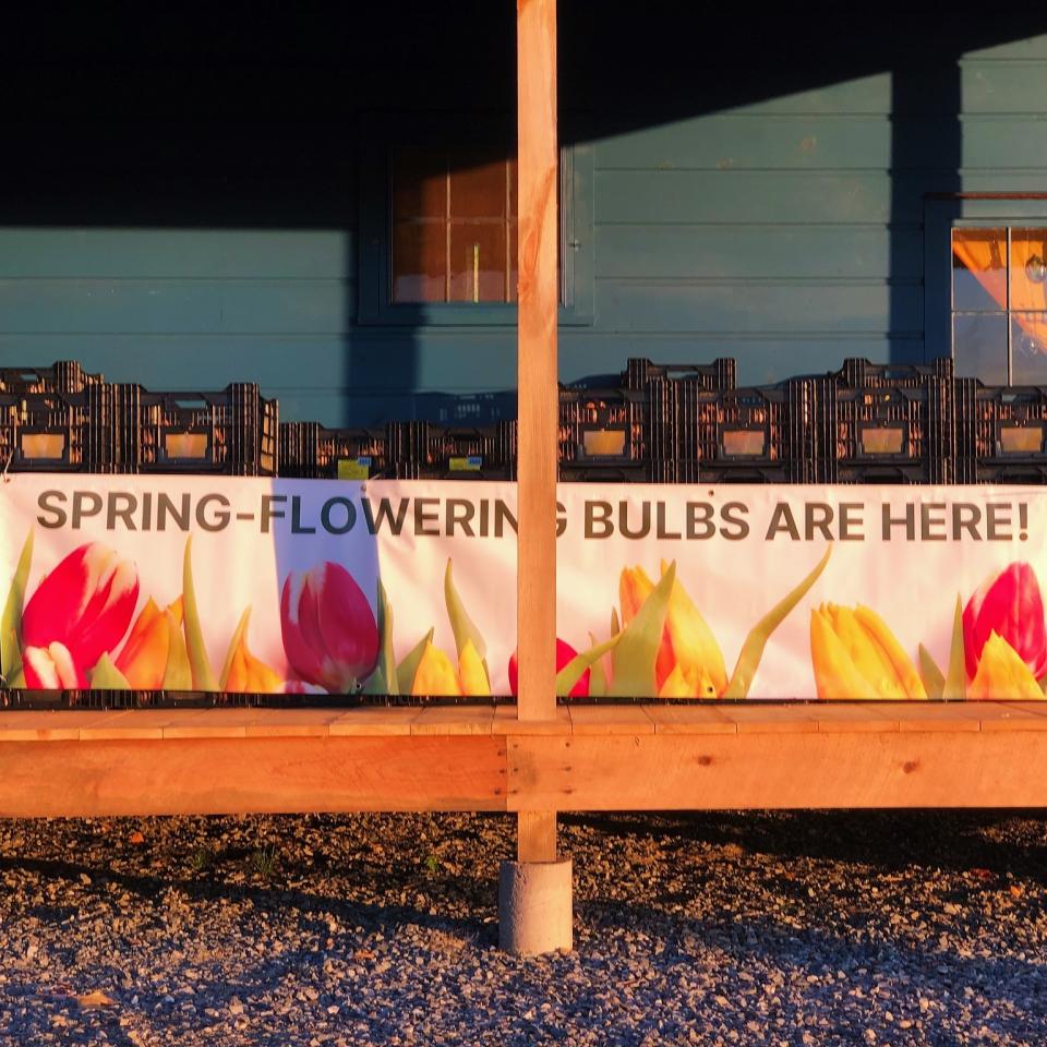 An outdoor display of spring bulbs that rest in boxes behind a colorful banner sign