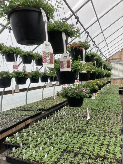 Hanging baskets of flowering plants and plants on tables fill a tunnel greenhouse.