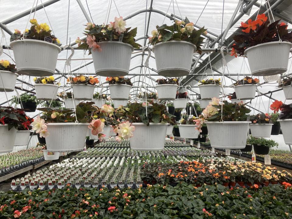 Flowering plants hang from baskets in a greenhouse, with rows of small plants on tables below.