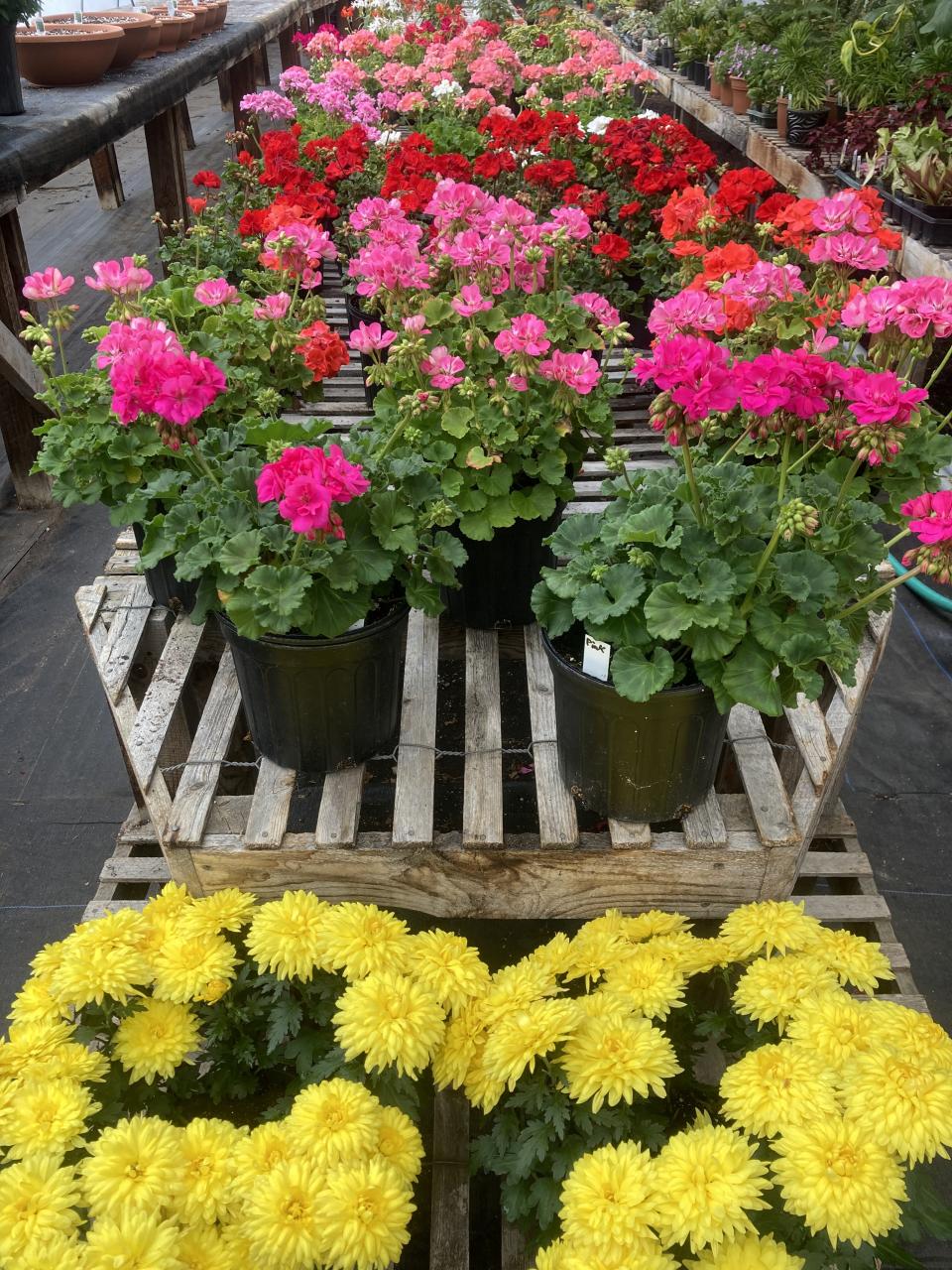 Bright pink potted geraniums sit in a greenhouse next to potted yellow zinnias.