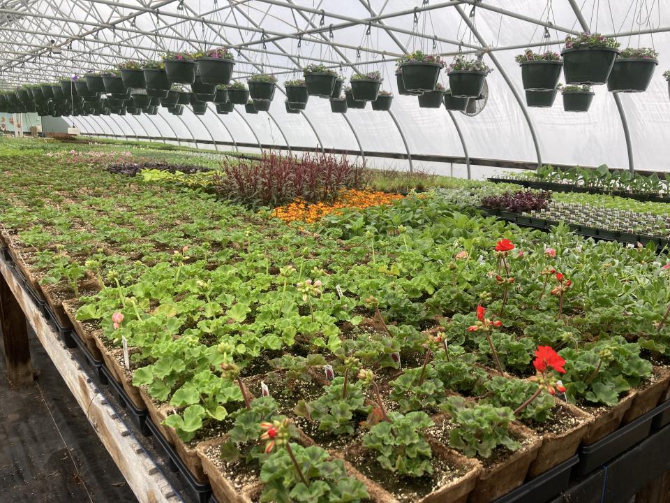 Long rows of small pots of plants and hanging baskets of flowering plants fill a tunnel greenhouse.
