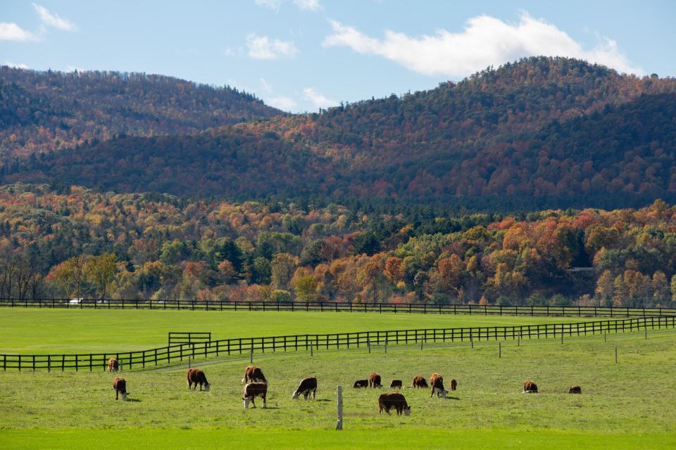 A bright green field featuring broown and white cows in front of hills covered in fall foliage.