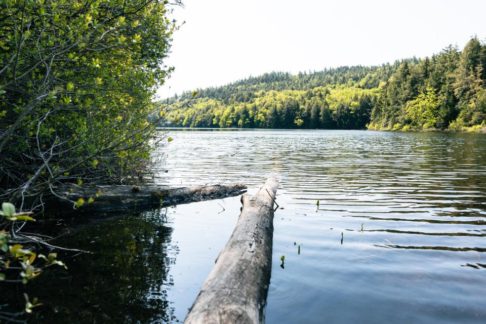 A log leading into a backcountry pond