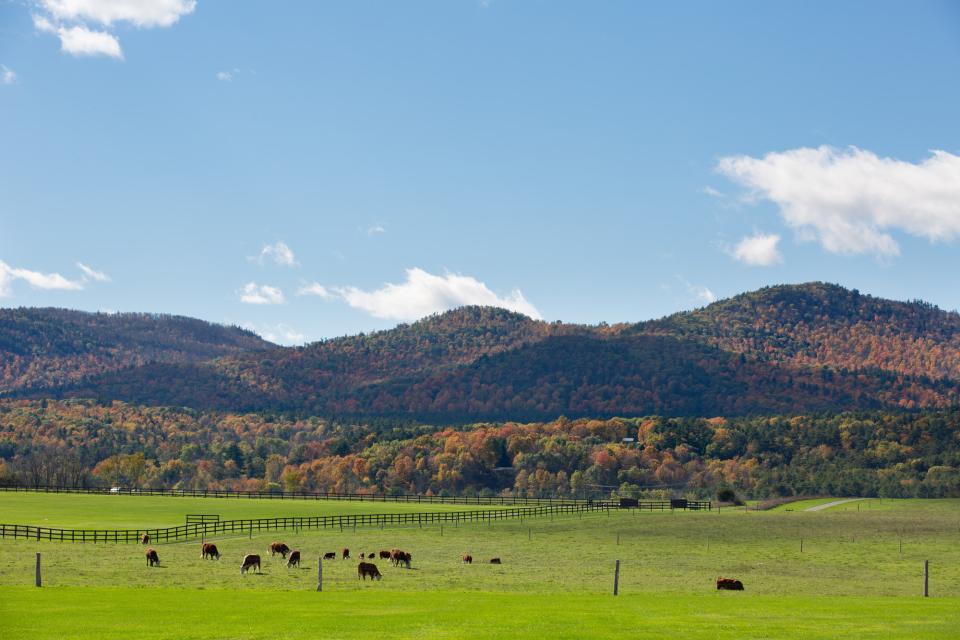 brown cows graze at the base of a foliage-covered mountain.