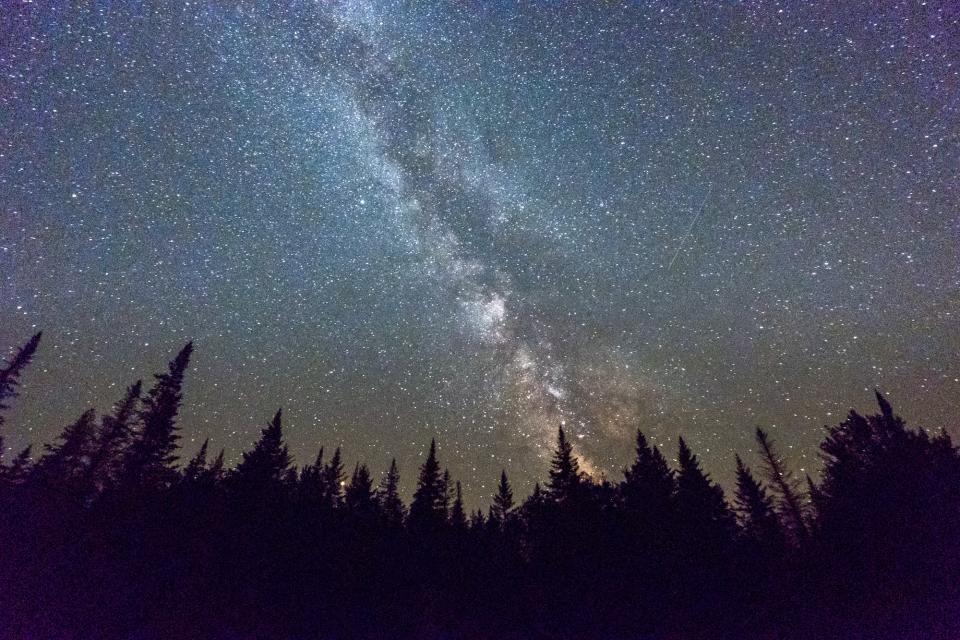 The milky way arcs across the night sky, over a wide row of spruce tree tops