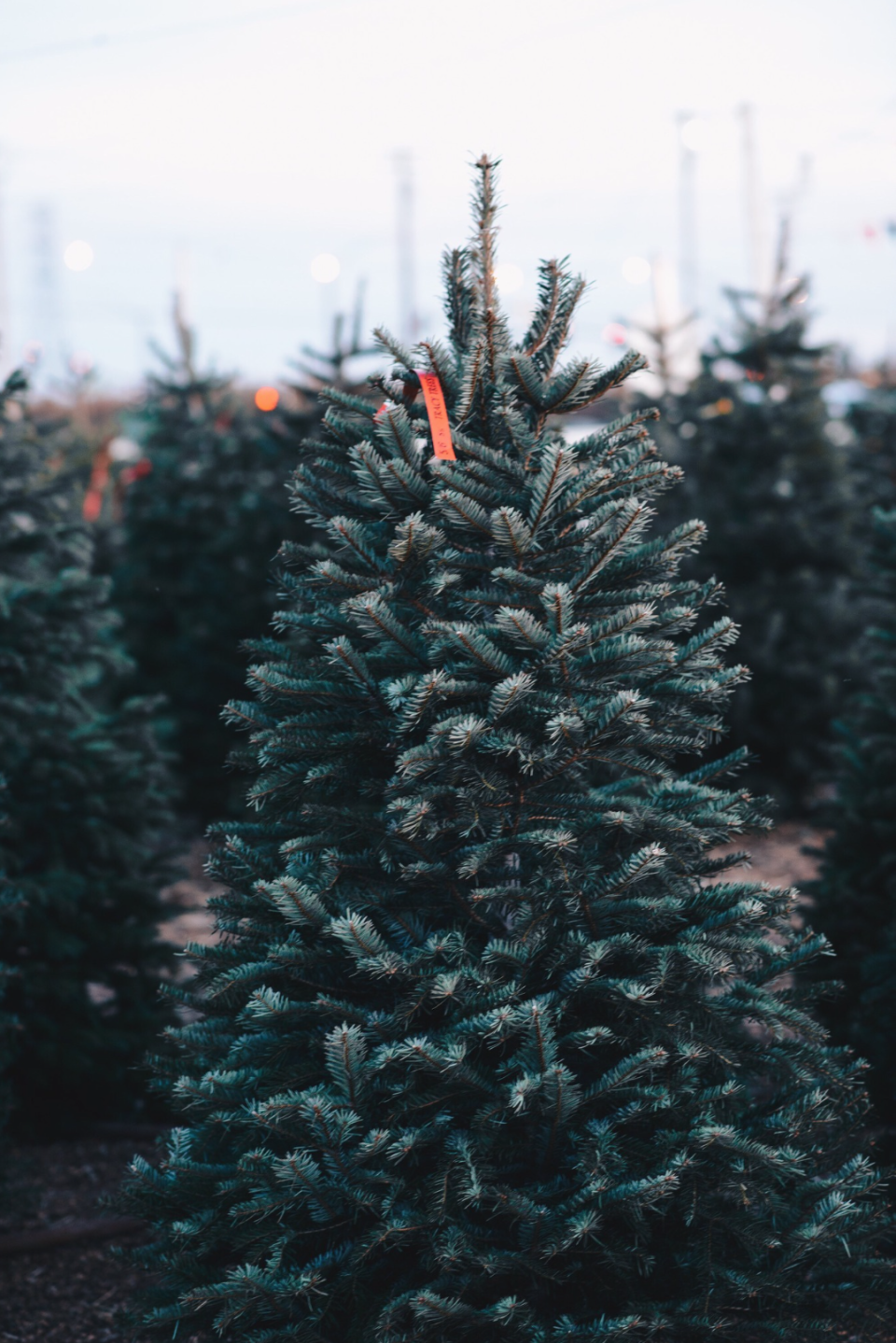 A tree in the middle of rows of christmas trees.