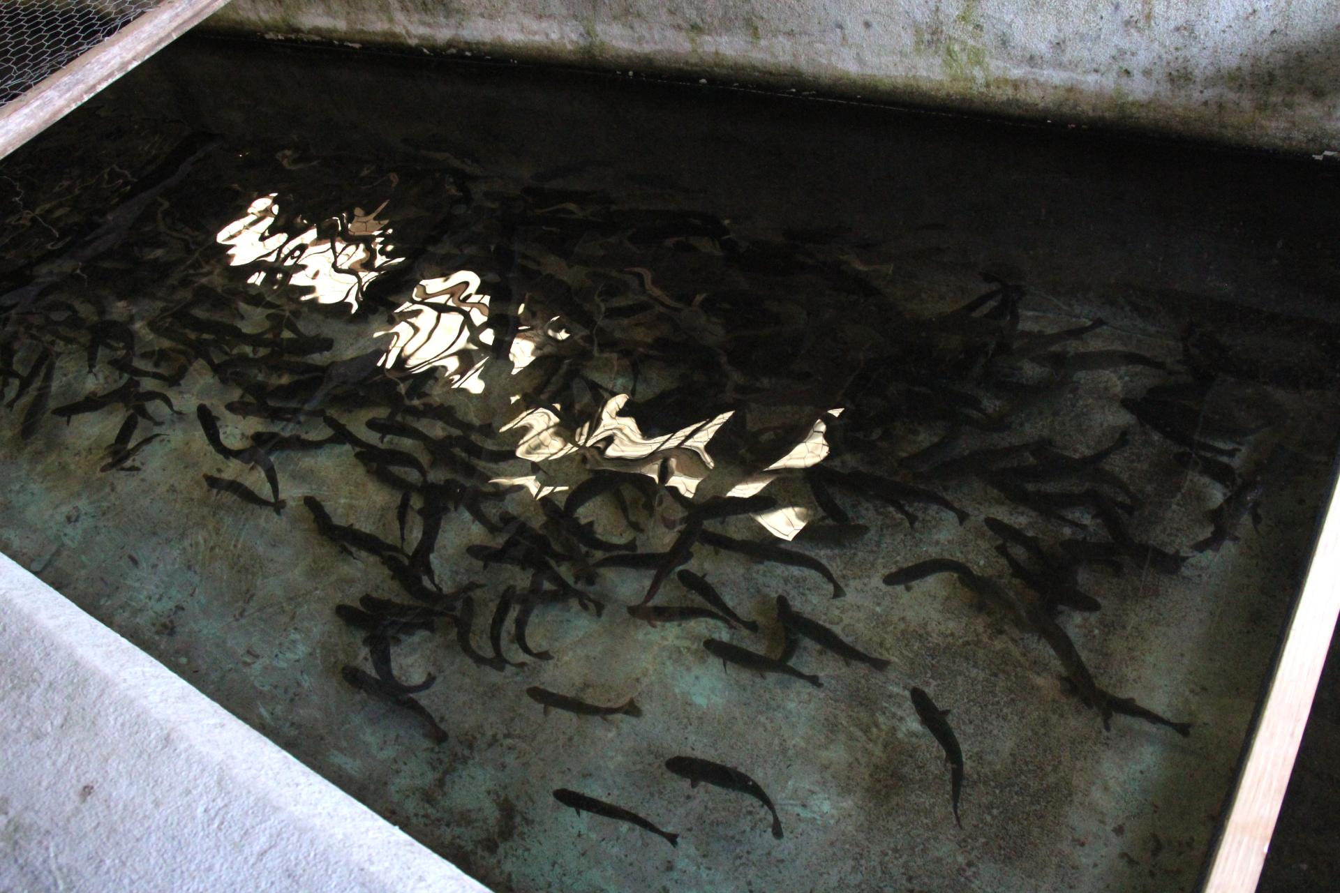 The baby fish are kept in controlled tanks during this critical period.