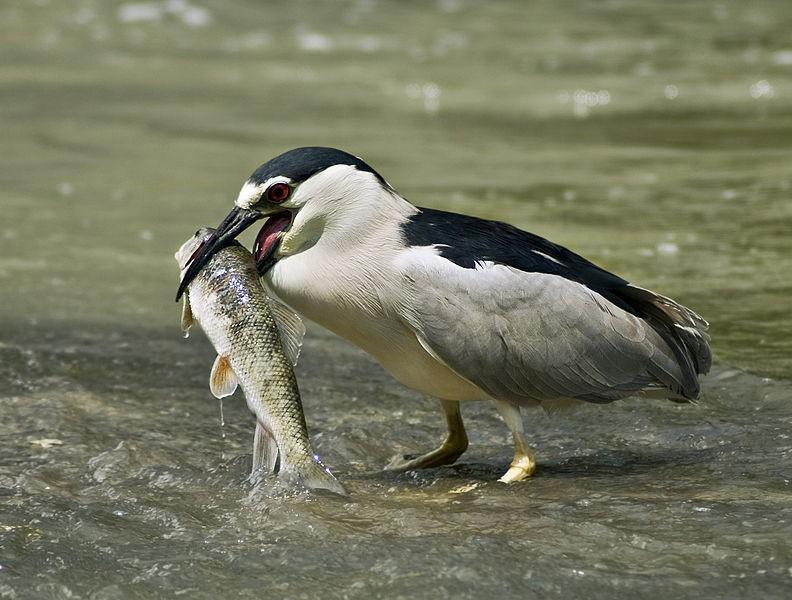 A hungry Black-crowned Night Heron has a meal!