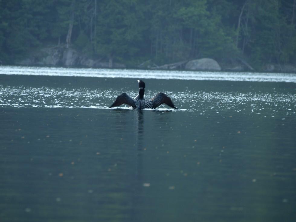 Eagle Lake is a good place for loon spotting.