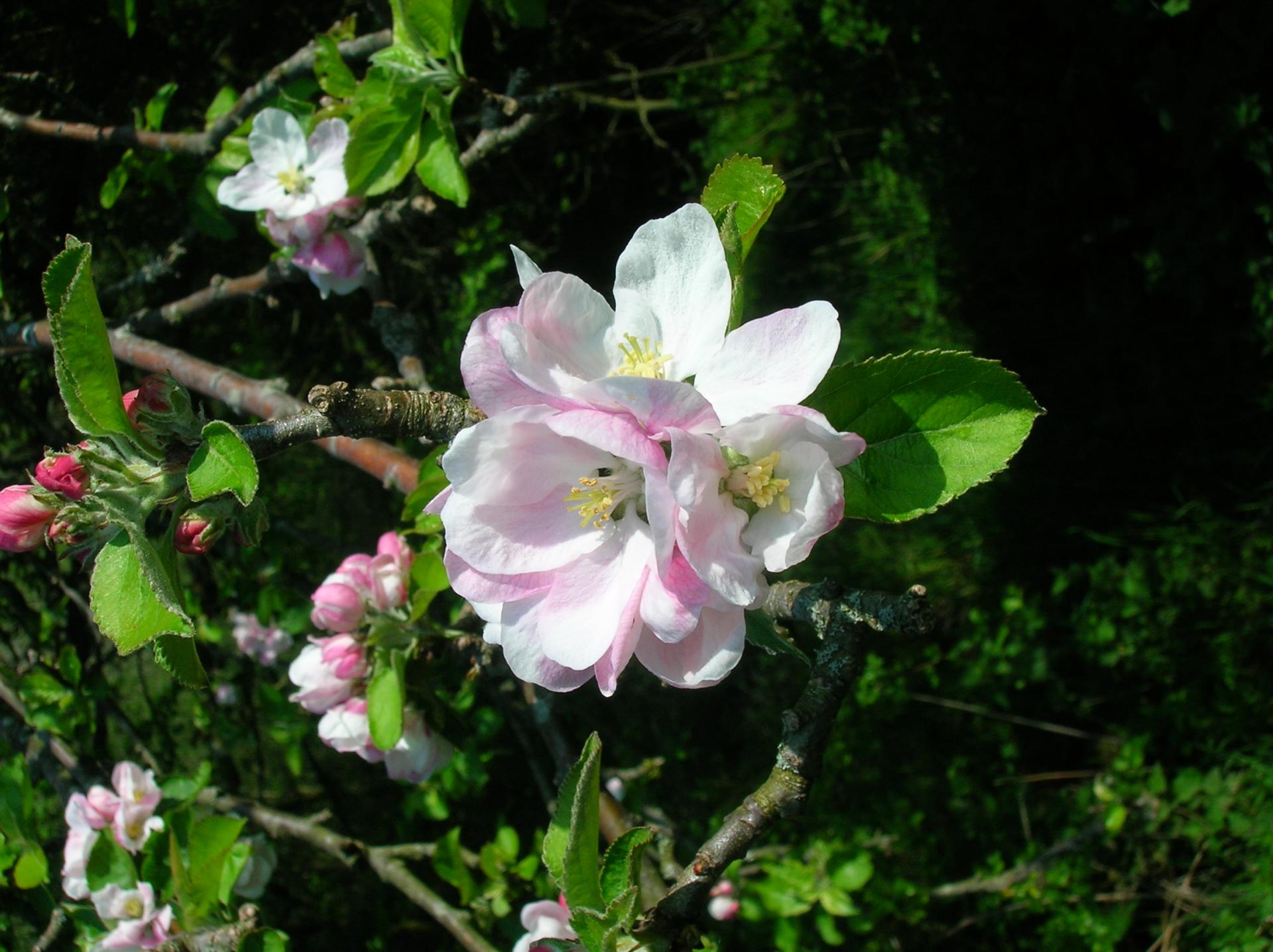 Apple blossom season is a wonderful time for all the senses.
