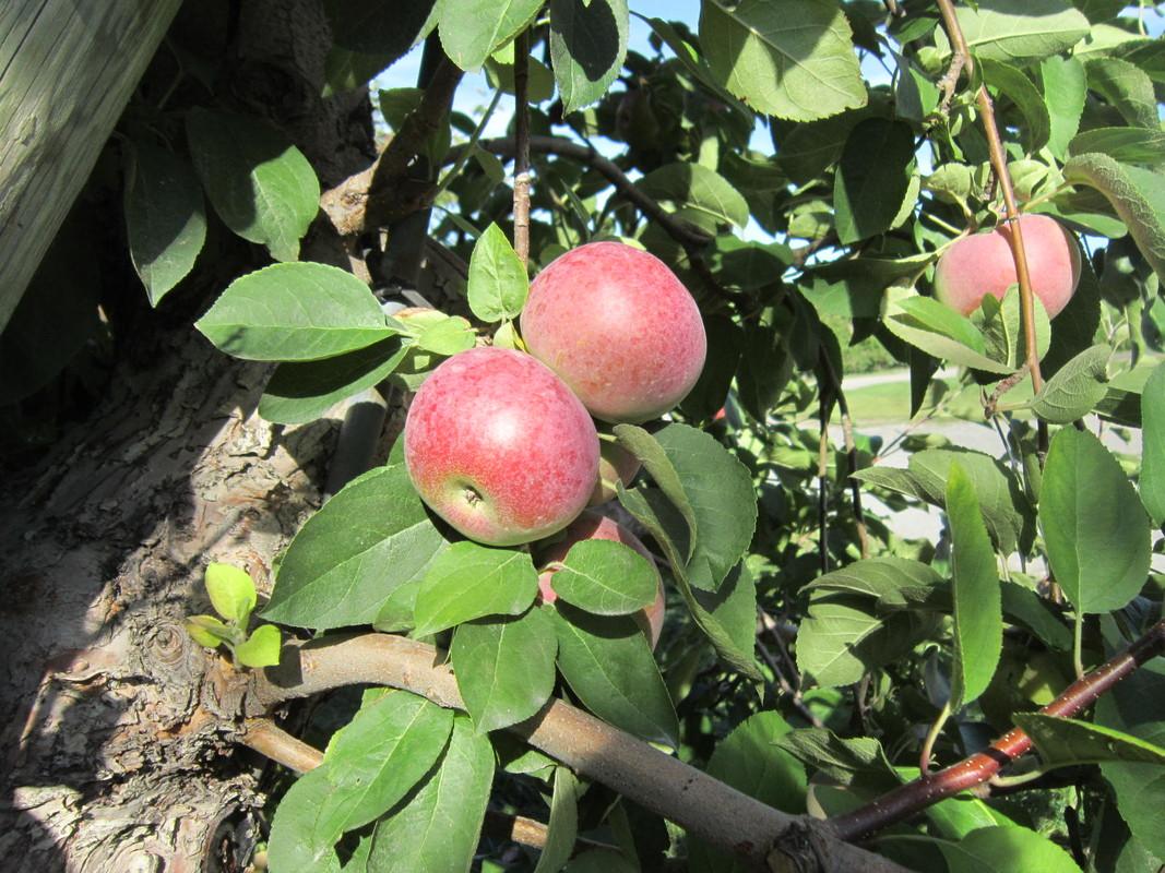 This area of the Adirondacks is wonderful apple country.