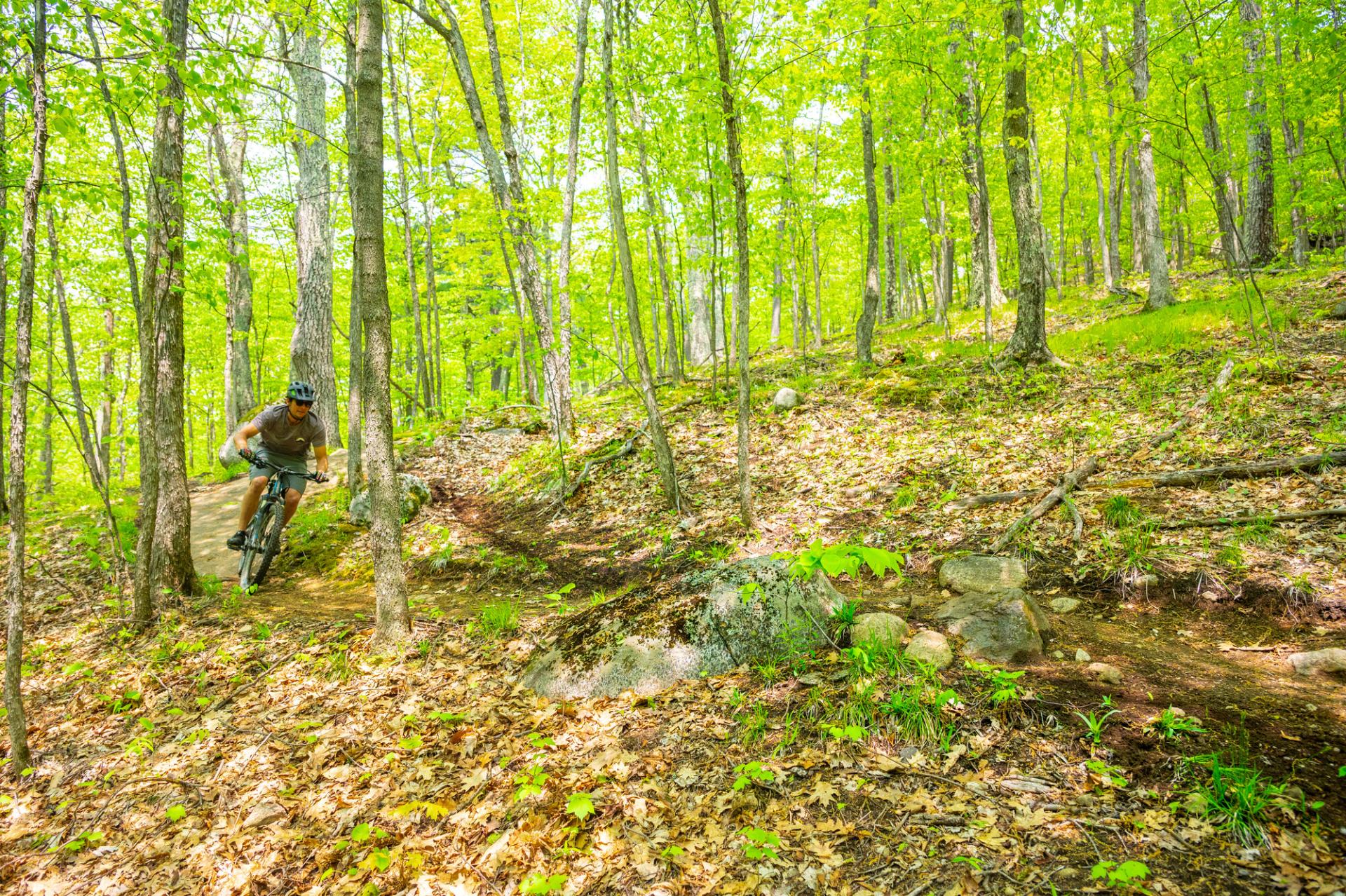 A biker rides through bright green trees