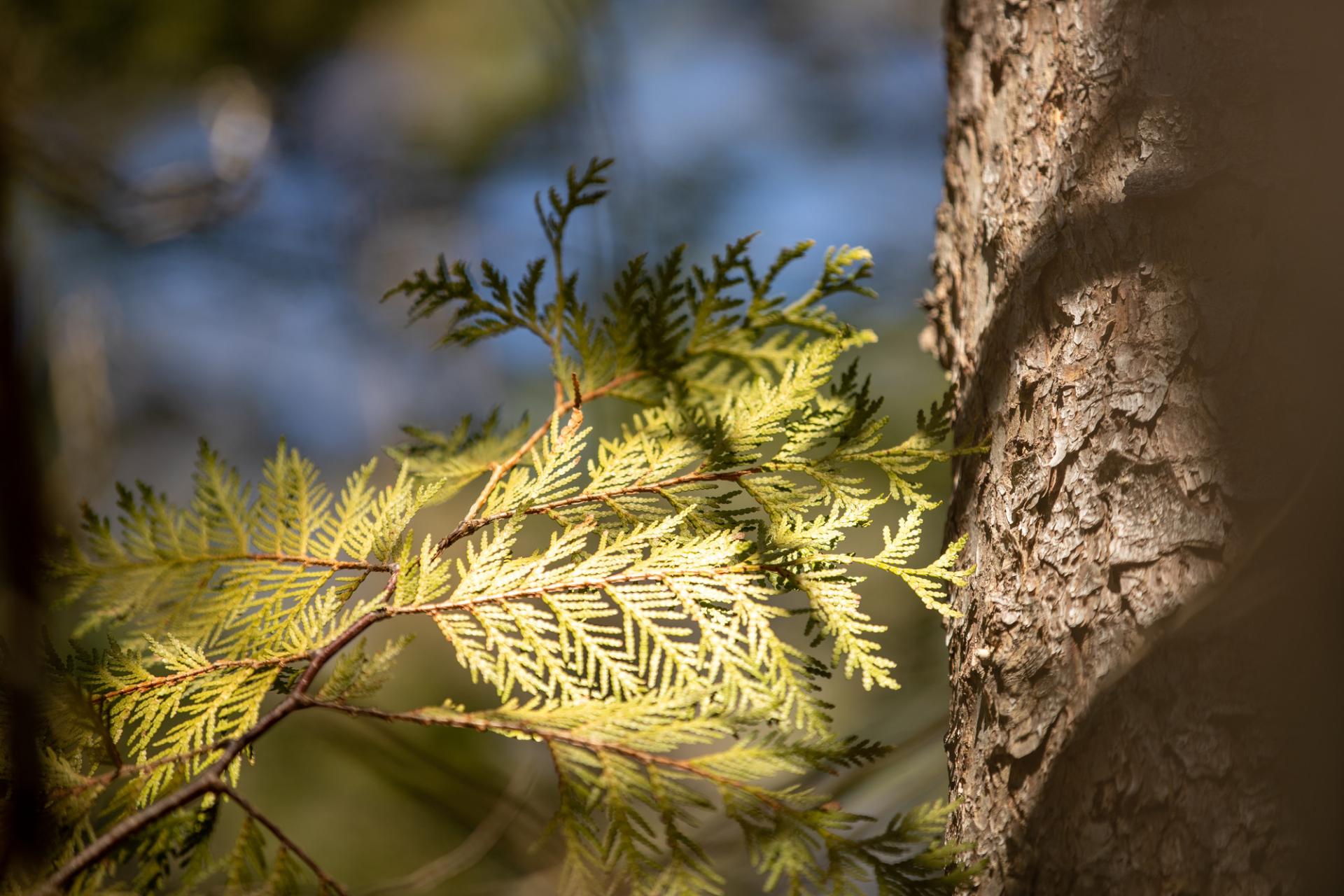 A cedar tree's branch in the sun