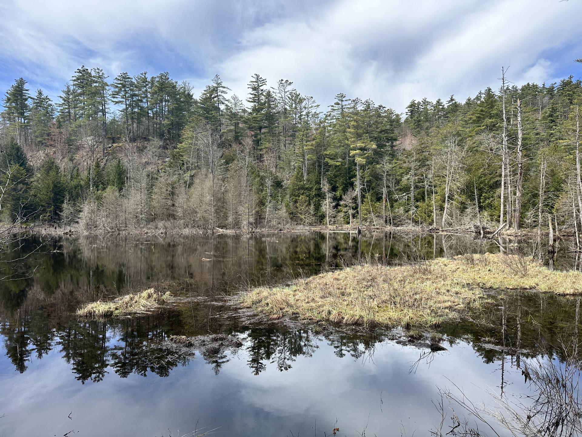 A beaver wetland in spring