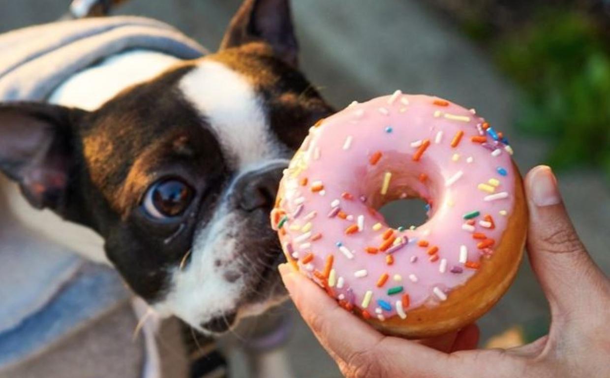 Boston terrier sniffing hand held pink iced donut with sprinkles