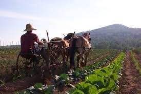 A team of horses pull a man on a tiller.